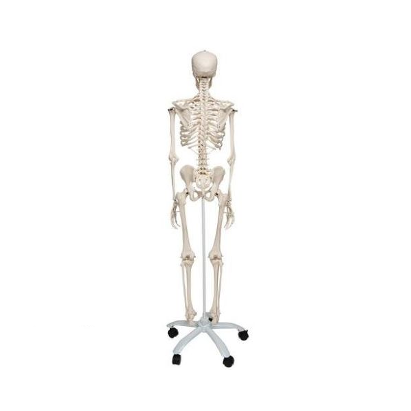 Esqueleto Humano