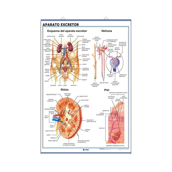 Láminas de Anatomía: Aparato digestivo y excretor