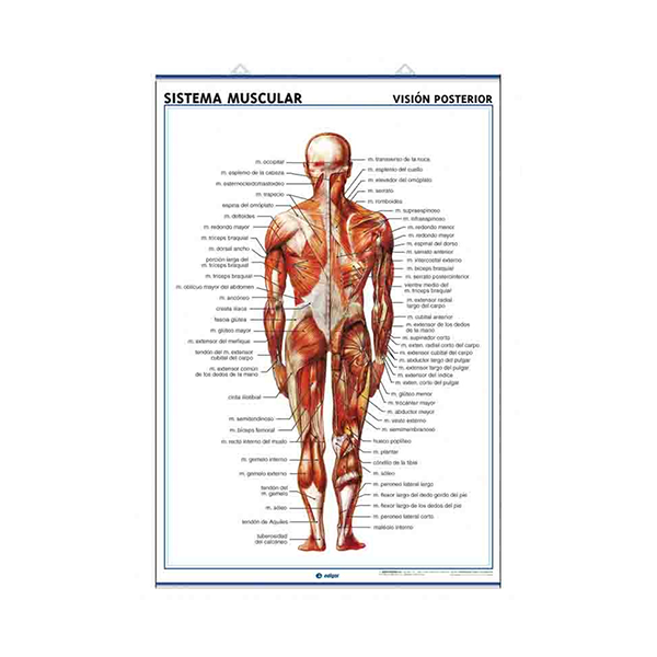 Láminas de Anatomía: Sistema muscular