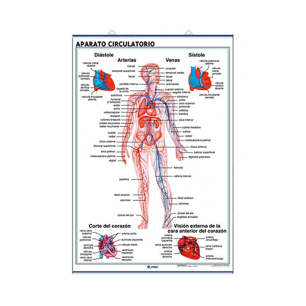 Láminas anatomía: aparato circulatorio y respirat.