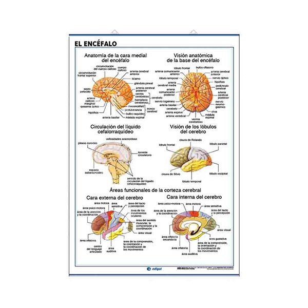 Láminas de Anatomía: Sistema nervioso y el encéfalo